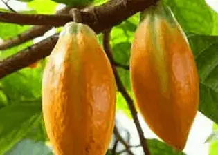 Mitolyn Theobroma Cacao